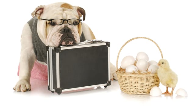 don't keep eggs all in one basket - english bulldog sitting beside basket of eggs with a chick