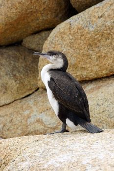 Little Pied Cormorant, Bay of Fires, Australia