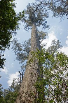 Evercreech Forest Reserve, which is famous for the biggest white gums of the world. Tasmania, Australia