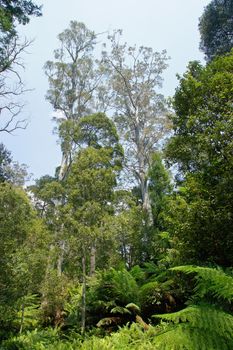 Evercreech Forest Reserve, which is famous for the biggest white gums of the world. Tasmania, Australia