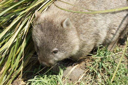Wombat, Freycinet National Park, Tasmania, Australia