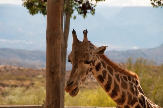 Portrait of giraffe on landscape background and tree