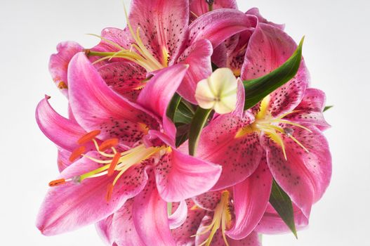 Studio shoot of purple lily in vase