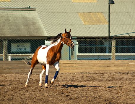 pinto horse on a longe line being exercised