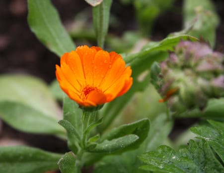 orange blooming garden flower