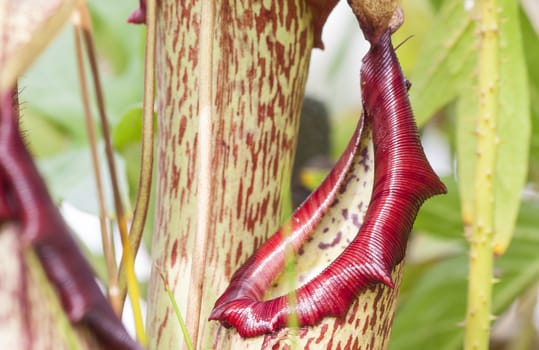 unknown beautiful flowerwoth strange formation