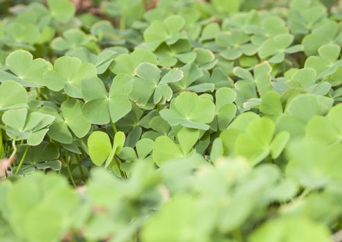 Field of four leave clovers