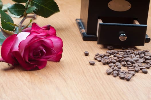 Old-fashioned manual burr-mill coffee grinder on wooden table and rose
