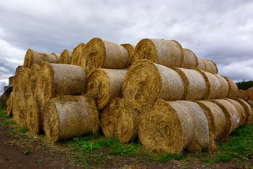 Stack of hay straw roll bales in the field after a summer harvest