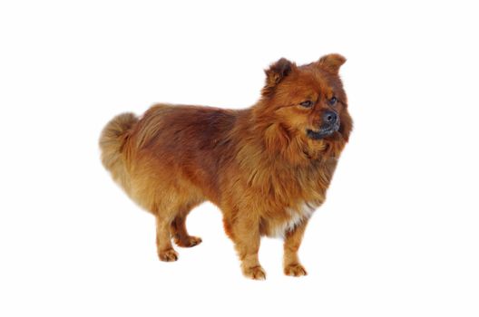 Brown dog isolated on a white background