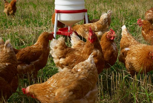 Free range organic chickens poultry in a country farm