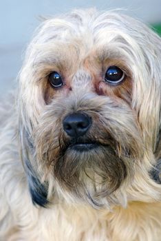 Lovely bichon portrait, close up image