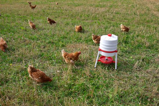 Free range organic chickens poultry in a country farm
