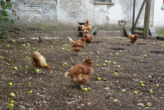Free range organic chickens poultry in a country farm