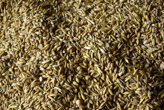  Grains of wheat in closeup view perfect agriculture texture image           