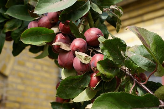 Bunch of rippen apples on a branch of a tree