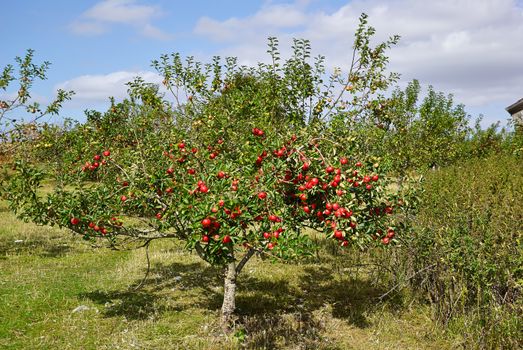 Red organic apples on trees in a orchad agriculture farm yard