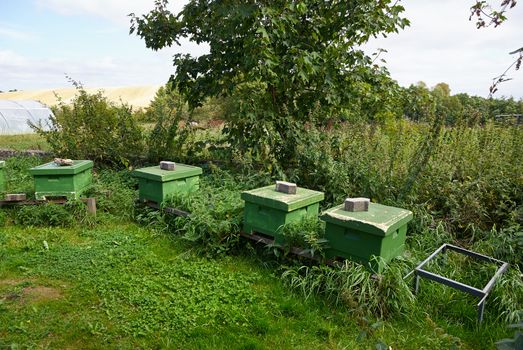 Organic Ecological Honey bee hives in an agriculture farm