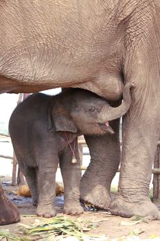 Young elephant suck up milk from mother