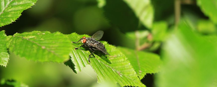 Fly insect and plants