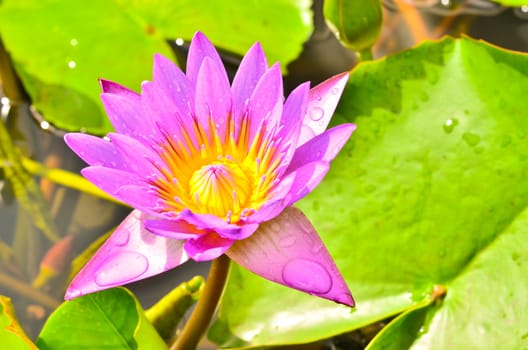 Pink lotus blossoms