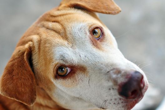 Sad dog on gray background