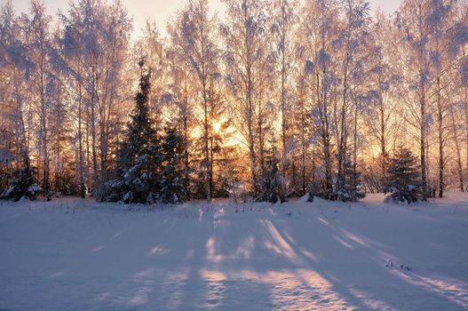 Snow-covered trees in the light of the sun