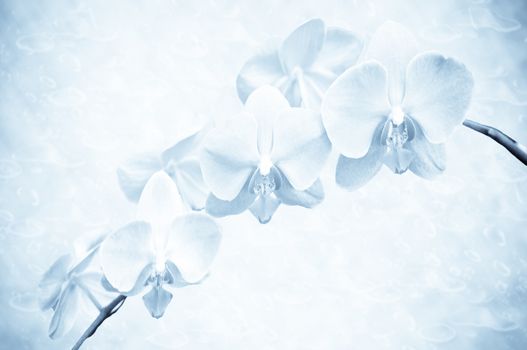 Branch of beautiful  orchid - phalaenopsis .