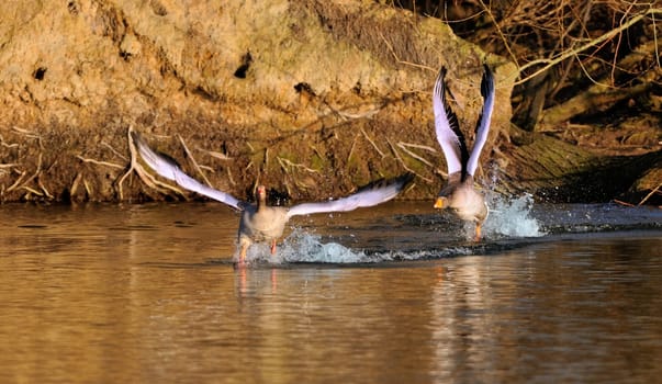 Two Greylag Geese in flight