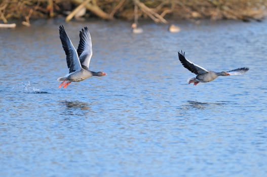 Greylag Geese in flight