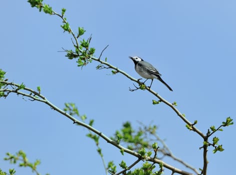 wagtail - Motacilla alba