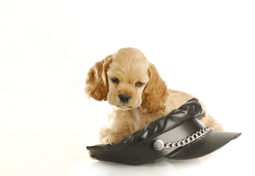 cocker spaniel puppy sitting on black leather biker hat with reflection on white background