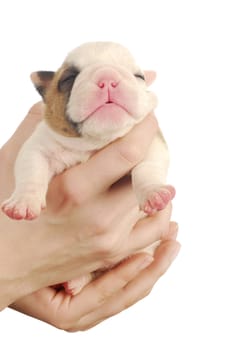 english bulldog puppy with eyes just opening - 2 weeks old on white background