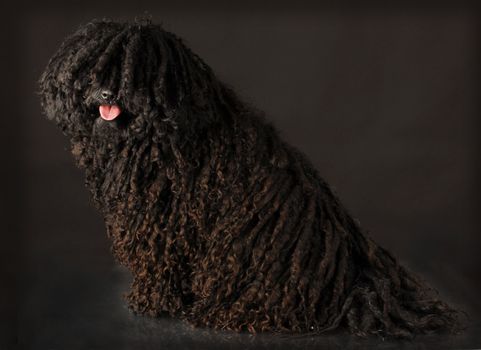 corded puli sitting looking at viewer on black background