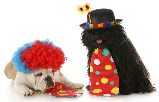 puli and english bulldog dressed up like clowns with reflection on white background