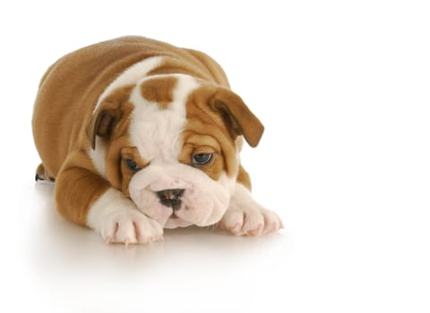 english bulldog puppy - six weeks old on white background