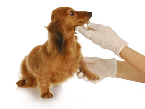 veterinary care - veterinarian doing exam on miniature dachshund on white background