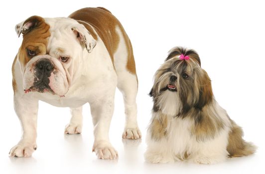 shih looking up to smug looking english bulldog with reflection on white background