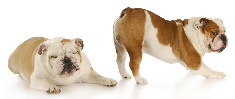 english bulldog disgusted by the smell of another dogs bum with reflection on white background