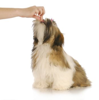 feeding a dog - hand reaching out to give a treat to shih tzu puppy with pink bow with reflection on white background