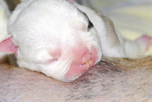 puppy nursing - one day old english bulldog puppy nursing 
