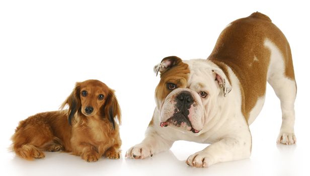 dachshund and english bulldog looking at viewer with reflection on white background