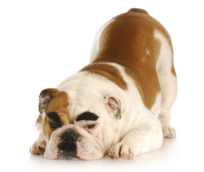 english bulldog with mustache and dark eyebrows with reflection on white background
