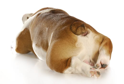 bum view of english bulldog laying down with reflection on white background