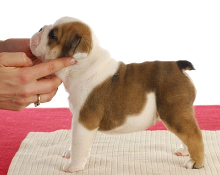 english bulldog puppy standing - five weeks old