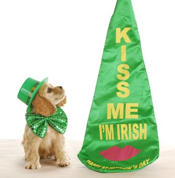 St. Patrick's Day dog - cute puppy dressed up in green