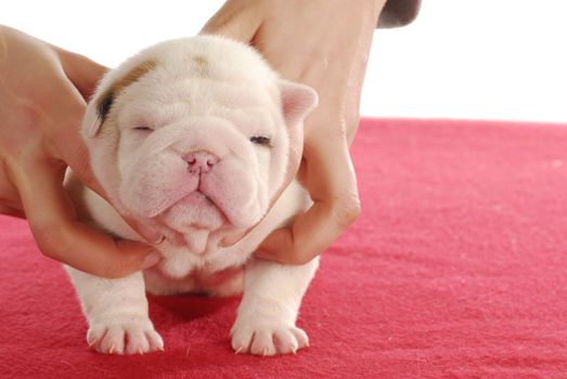 holding puppy - english bulldog - two weeks old