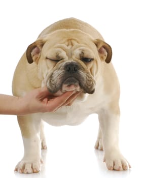 funny dog - hand holding head up of bulldog with funny expression on white background
