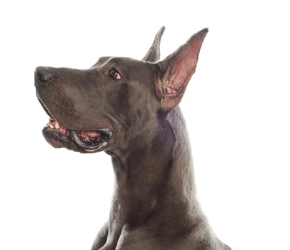 great dane head profile with ears cropped on white background