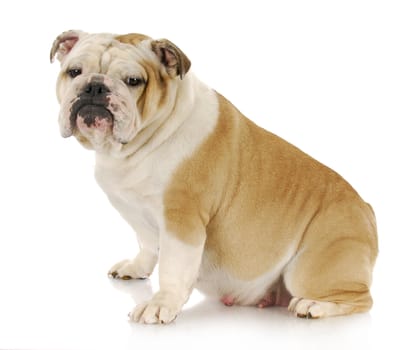 english bulldog female sitting with reflection on white background